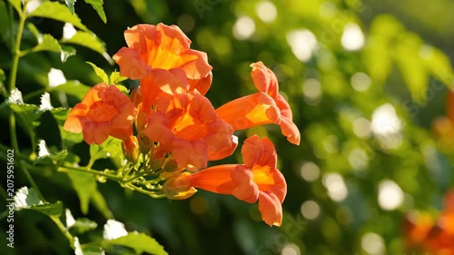 Cinematic close up of vibrant orange trumpet vine flowers swaying gently in the breeze against a lush green foliage background