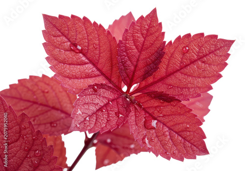 Vibrant red leaves with intricate venation and subtle dewdrops, clustered and isolated on a transparent background with copy space and soft shadow, macro studio shot, concept of natural freshness