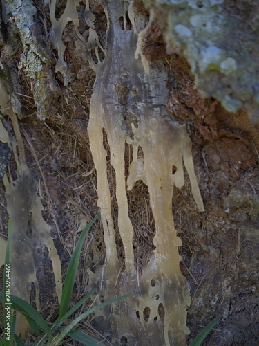 Fényképezés Camphor coming out from tree bark in Mauritius - Cinnamomum camphora