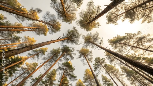 Towering Pine Trees Viewed from Below with Warm Golden Sunlight