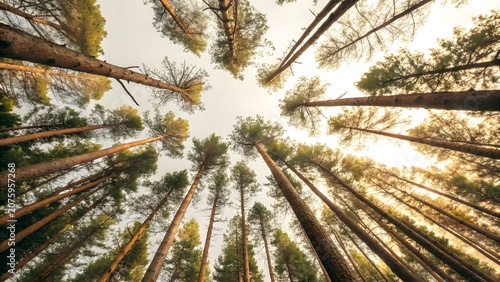 Majestic Pine Trees Reaching Toward the Sky