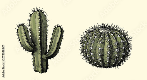 Two different species of green cactus including a tall columnar saguaro and a round barrel type with sharp spines.