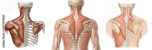 Tableau sur toile Human Upper Back and Neck Anatomy: Detailed Illustration of Trapezius, Rhomboid,