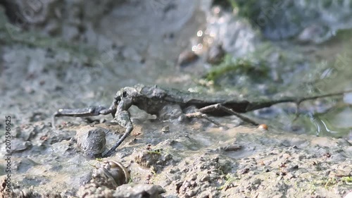 
Full Body Shot of a Water Scorpion Camouflaged in a Muddy Puddle of a Rice Field (4k)

 