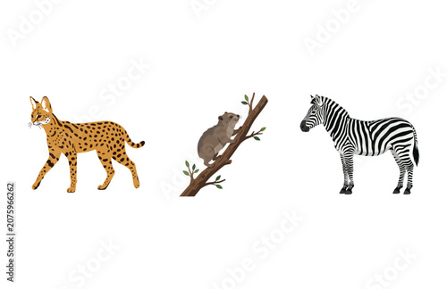 Photography Illustrated Collection of Wild Animals Featuring a Spotted Serval a Climbing Wom