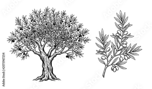 Vintage Olive Tree and Branch Hand Drawn Botanical Sketch Vector Collection
