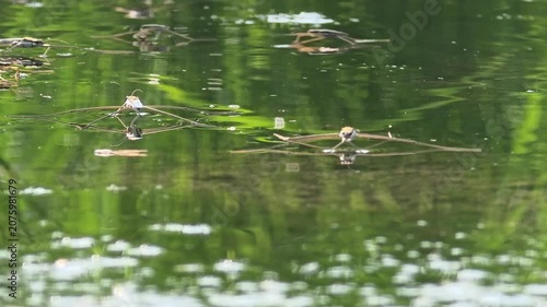   4k.Group of Water Striders (Pond Skaters) Gliding on the Calm Water Surface of a Pond, Macro Wildlife Shot

