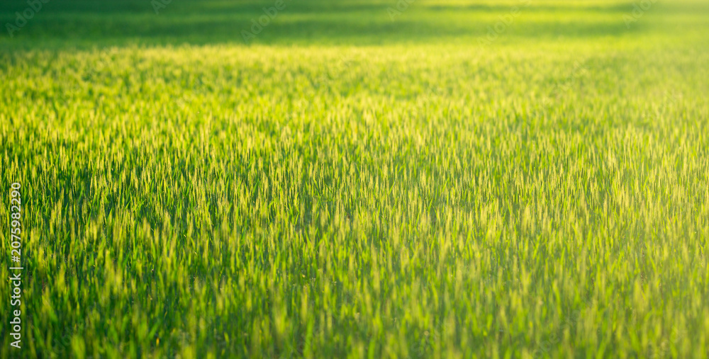 Obraz premium Field background shows green wheat grass. Golden field landscape glows with sunlight. Soft wheat texture fills grass meadow. Peaceful grass scenery supports rural background.