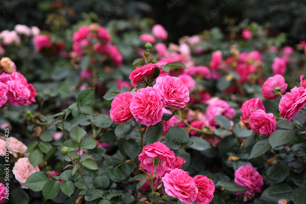 Obraz premium Beautiful pink roses blooming in the garden.