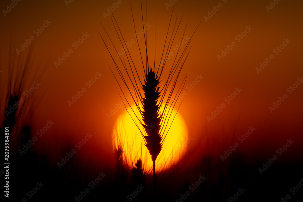 Fototapeta premium Wheat ear meets sunset. Wheat stem stays backlit. Golden wheat forms silhouette. Summer wheat fills field.