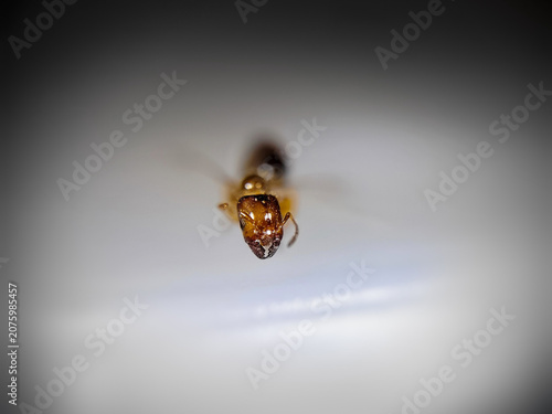 Photos close up of a dead winged ant carcass