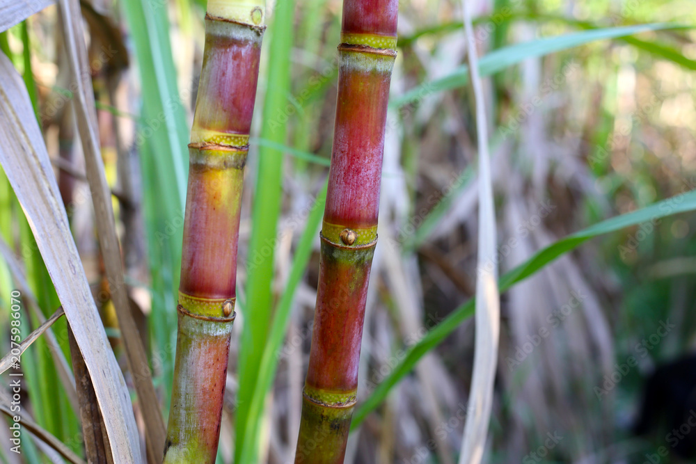 Fototapeta premium Sugarcane stalks growing in an agricultural farm