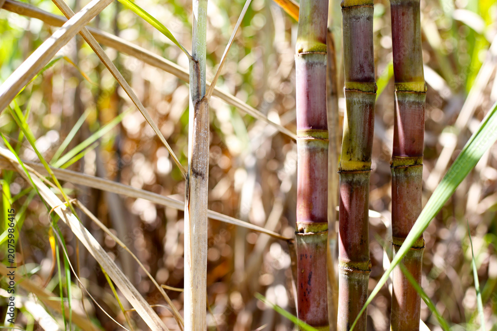 Obraz premium Sugarcane stalks growing in the field.