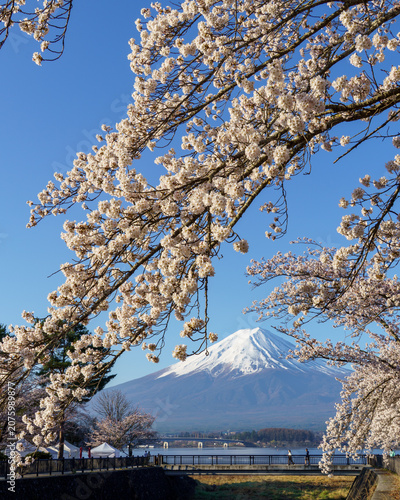 Majestic vertical view of Mount Fuji framed by fully bloomed cherry blossoms and the Kawaguchiko lake bridge in April, Lake Kawaguchi, Yamanashi, Japan.