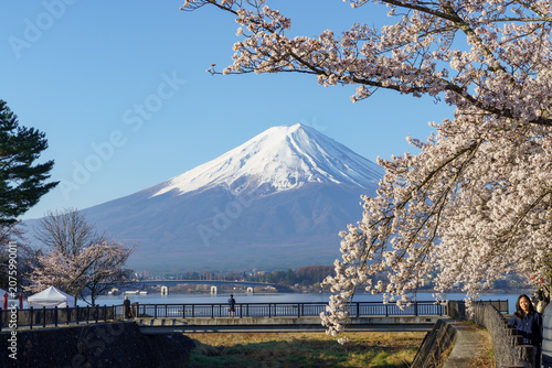 Perfect spring scenery of Mount Fuji with a beautiful cherry blossom tree and Kawaguchiko bridge under a clear sky in April, Lake Kawaguchi, Yamanashi, Japan.