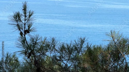 Pine tree against blue lake water.