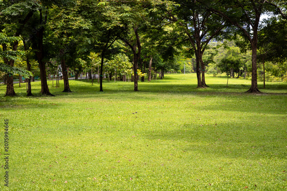 Obraz premium Beautiful shadows of trees dancing on a wide park lawn with green turf