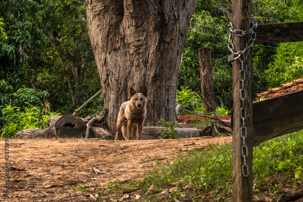 Fototapeta premium An alert Australian Cattle Dog, also known as Red Heeler, standing on a dirt path next to a large tree trunk on a countryside farm or rural property in Brazil, 