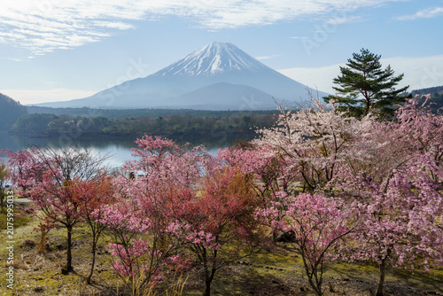 Majestic vertical spring landscape of Mount Fuji and blooming cherry blossoms under a beautiful cloudy blue sky at Lake Shoji, Yamanashi, Japan.