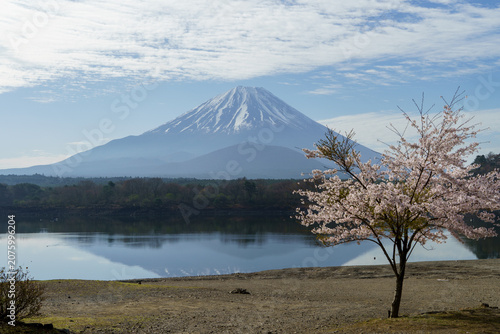 A beautiful solitary cherry tree in full bloom on the shore of Lake Shoji with Mount Fuji and its reflection in April, Yamanashi, Japan.