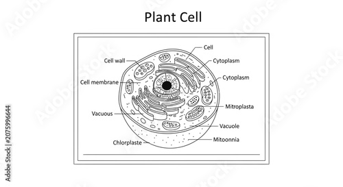 plant cell structure diagram