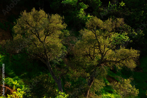 a exterior picture of  Canyon Live Oak trees in the Pacific Southwest.