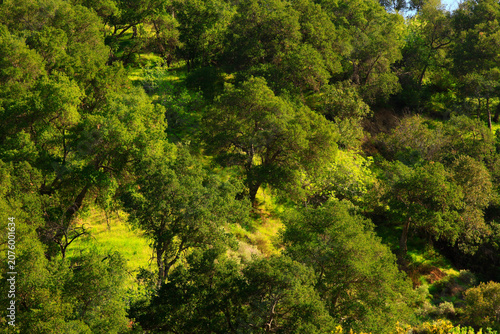 a exterior picture of an Canyon Live Oak Trees in the Pacific Southwest