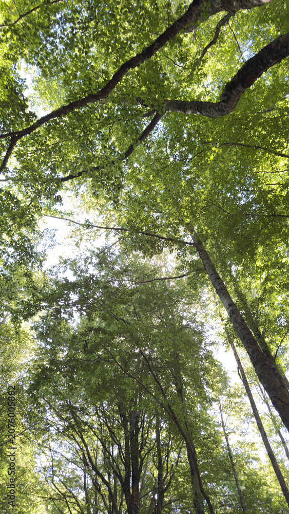 Fototapeta premium Dense beech forest with tall majestic trees and green canopy1.jpg