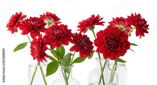 A beautiful collection of vibrant red dahlia flowers in small glass vases