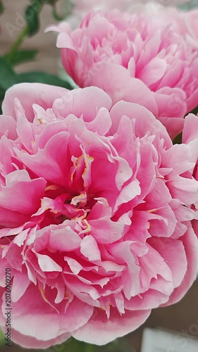 Close-up of pink peony flowers. Slow motion	