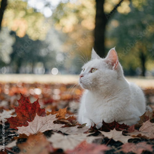 White cat autumn leaf park scene outdoor sitting cat white feline fallen leaf seasonal nature background calm animal