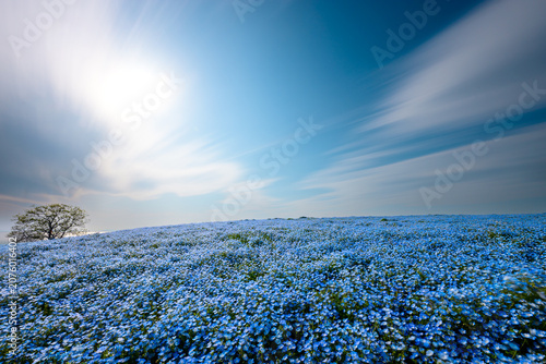 Фотография 流れる雲と輝く花