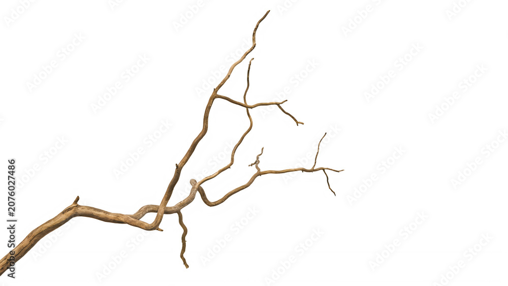 Fototapeta premium Brown tree branch with many small twigs and no leaves on transparent background transparent background