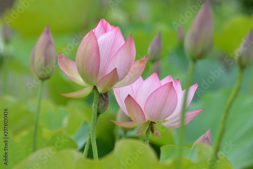 Two Pink Lotus Flowers with Green Background
