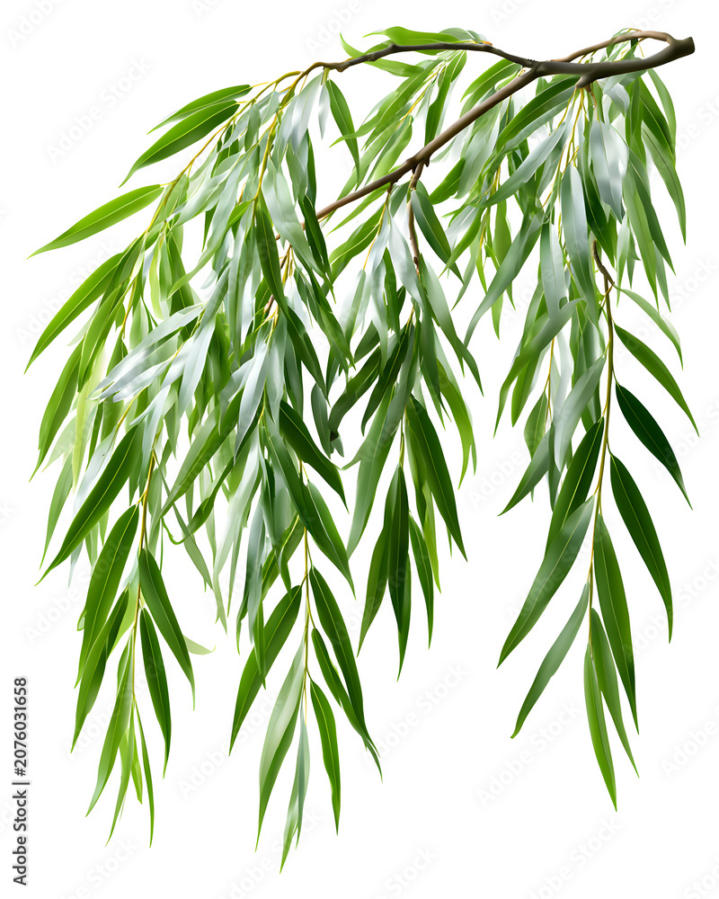 Fototapeta premium Elegant Long Thin Cascading Willow Branch with Lush Green Leaves on a Clear Background