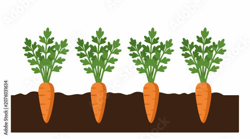Schilderij op canvas Fresh Carrots Growing in Garden Soil with Green Leaves