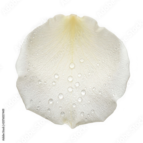 Single White Rose Petal with Water Droplets Close Up.