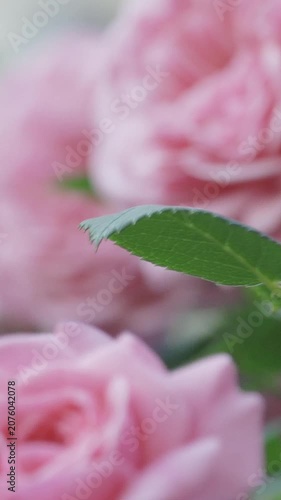 Close-up of pink rose  flowers. 