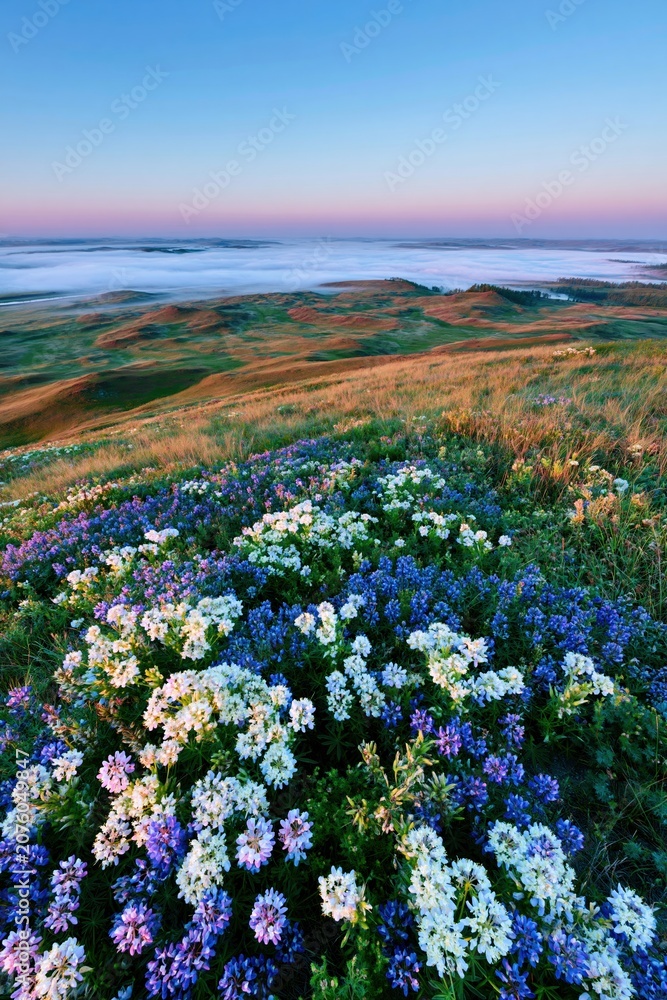 Obraz premium Rolling meadow hills at dawn with blue wildflowers and low mist for a serene nature background or wellness advertising