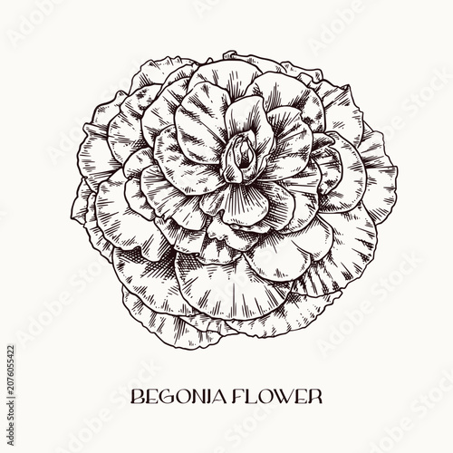 Hand Drawn Dove and Begonia Flower Elegant Botanical Bird Illustration