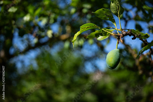 Hanging, healthy  unripe plum fruit , shallow depth of field, space for text.
