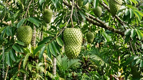 Fresh Soursop Fruit Hanging on Tree in Tropical Orchard