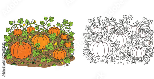 Pumpkin Patch Coloring Page and Colored Illustration with Autumn Harvest Garden Theme for Kids and Adults