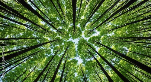 Low angle view of tall trees with green leaves in forest canopy
