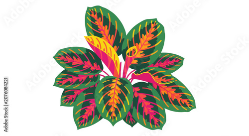 Colorful Croton Plant Leaves Closeup.