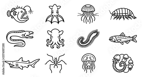 Photography Various ocean creatures and sea animals.