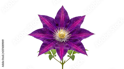 Quadro su tela Stunning purple clematis flower with intricate center part.