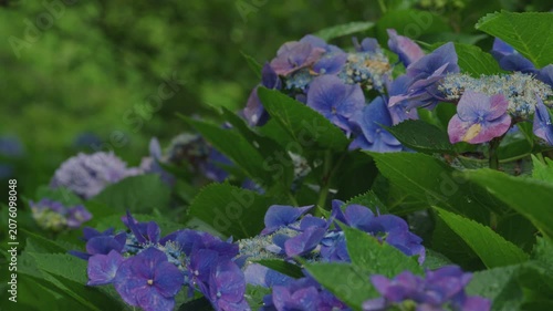 雨上がりの青いアジサイ