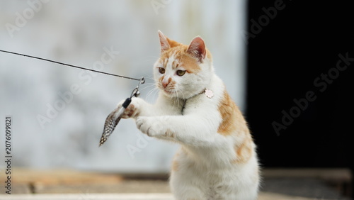 Photography The cute little cat playing in the yard