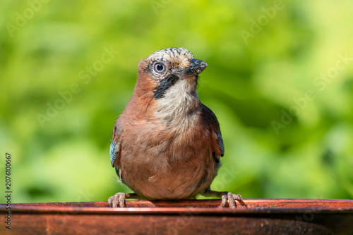 A songbird, a jay, sits on a bird feeder.